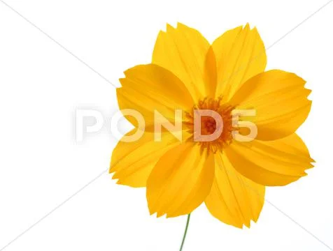 Chrysanthemum Stock Photos