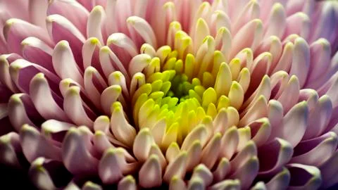 Chrysanthemum Stock Photos