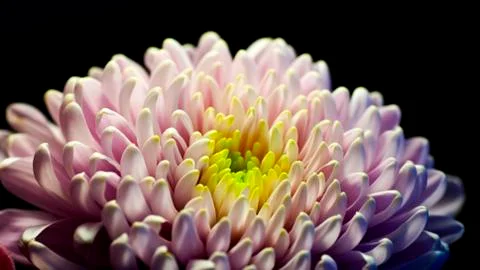Chrysanthemum Stock Photos