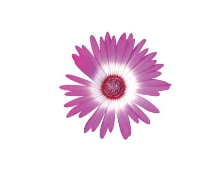 Chrysanthemum Stock Photos