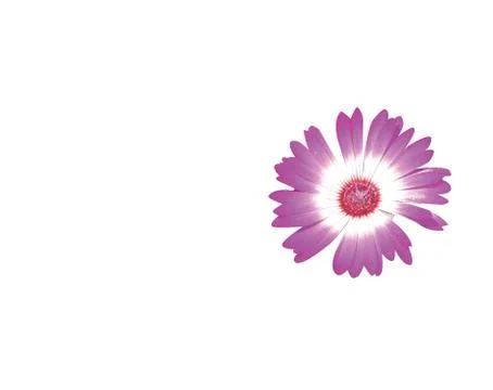 Chrysanthemum Stock Photos