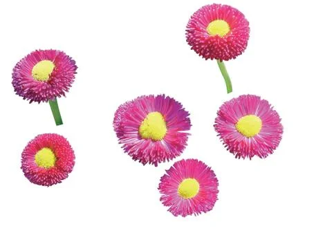 Chrysanthemum 写真素材