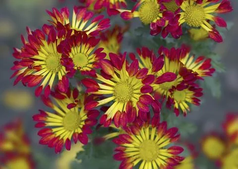 Chrysanthemum Stock Photos