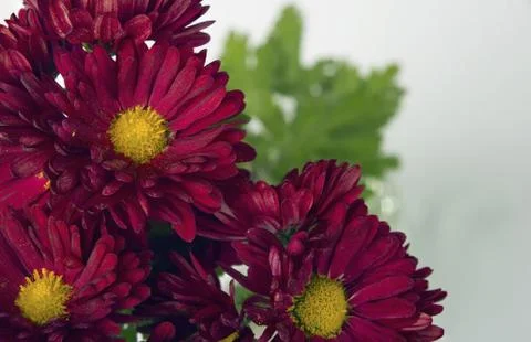 Chrysanthemum Stock Photos
