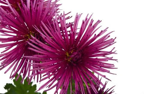 Chrysanthemum Stock Photos