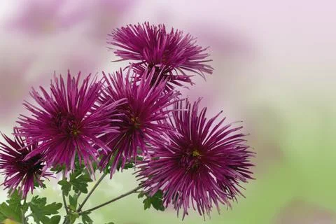 Chrysanthemum Stock Photos