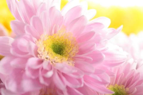 Chrysanthemum Stock Photos