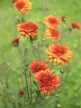 Chrysanthemum Stock Photos