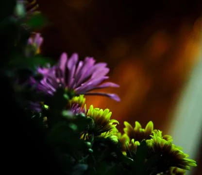 Chrysanthemum, Stock Photos