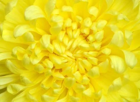 Chrysanthemum Foto stock