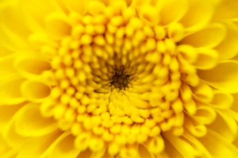 Chrysanthemum Stock Photos