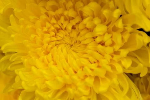 Chrysanthemum Stock Photos