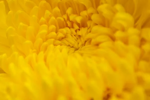 Chrysanthemum Stock Photos