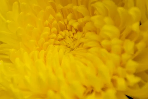 Chrysanthemum Stock Photos