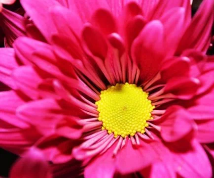 Chrysanthemum Stock Photos