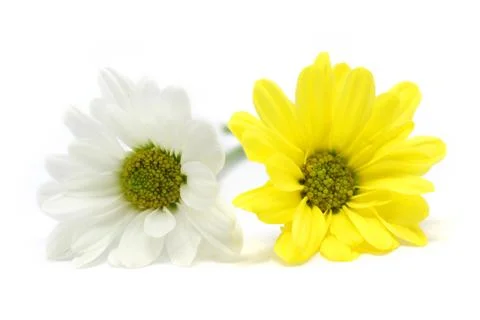 Chrysanthemum Stock Photos