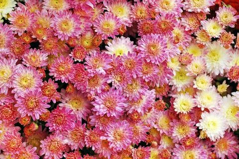 Chrysanthemum Foto stock