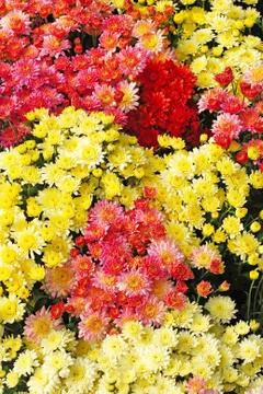 Chrysanthemum Stock Photos