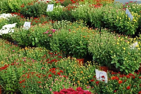Chrysanthemum Stock Photos