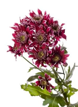 Chrysanthemum Stock Photos