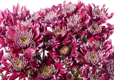 Chrysanthemum Foto stock