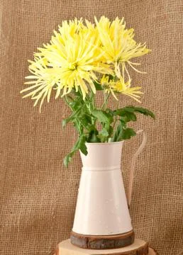 Chrysanthemum Stock Photos