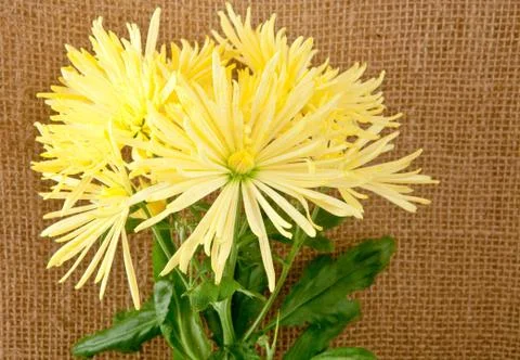 Chrysanthemum Stock Photos