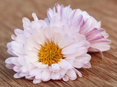 Chrysanthemum Stock Photos