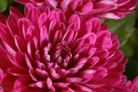 Chrysanthemum Stock Photos