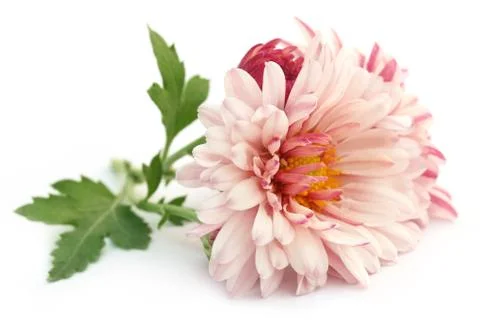 Chrysanthemum Stock Photos