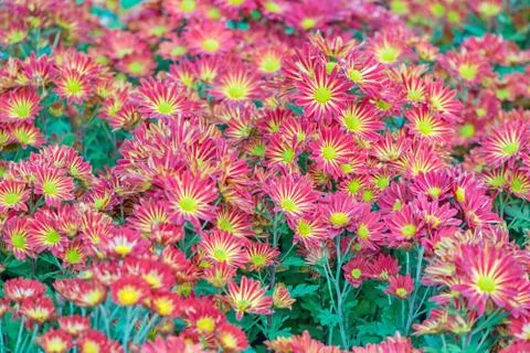 Chrysanthemum Stock Photos