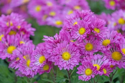 Chrysanthemum Stock Photos