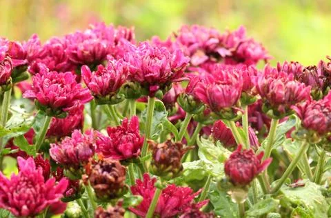 Chrysanthemum Stock Photos