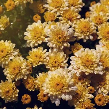 Chrysanthemum Stock Photos