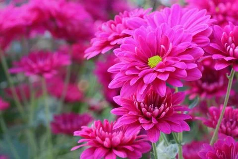 Chrysanthemum Stock Photos