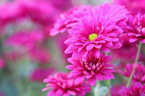 Chrysanthemum Stock Photos