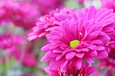 Chrysanthemum Stock Photos