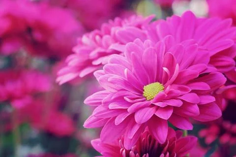 Chrysanthemum Stock Photos