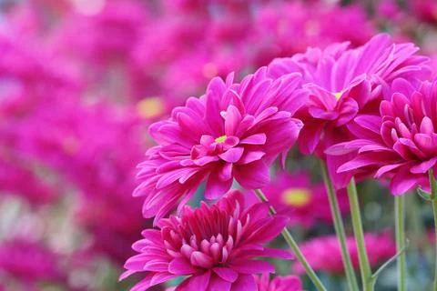 Chrysanthemum Stock Photos
