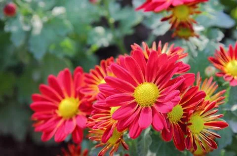 Chrysanthemum Stock Photos