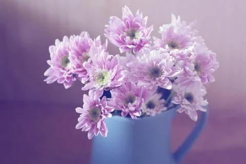 Chrysanthemum Foto stock