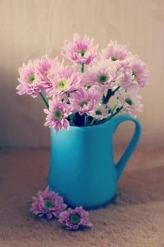 Chrysanthemum Stock Photos