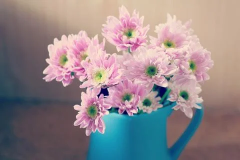 Chrysanthemum Foto stock
