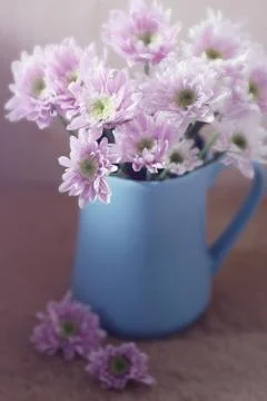 Chrysanthemum Stock Photos