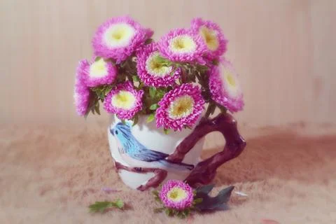 Chrysanthemum Stock Photos