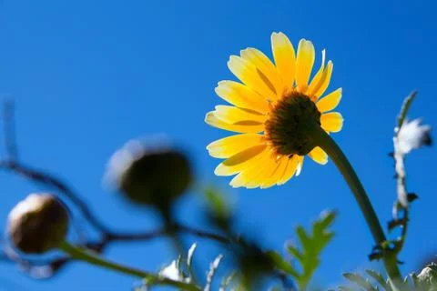 Chrysanthemum Stock Photos
