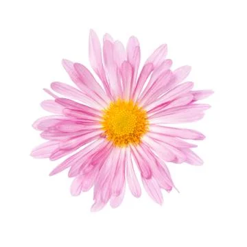 Chrysanthemum Stock Photos