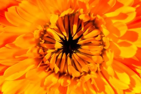 Chrysanthemum Stock Photos