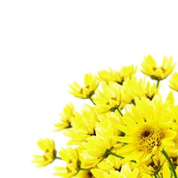 Chrysanthemum Stock Photos