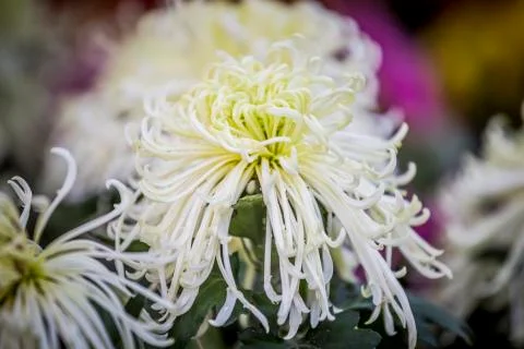 Chrysanthemum Stock Photos